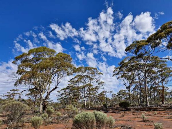 19 Day Off Grid WA Explorer - 2026 Trip - Image 2